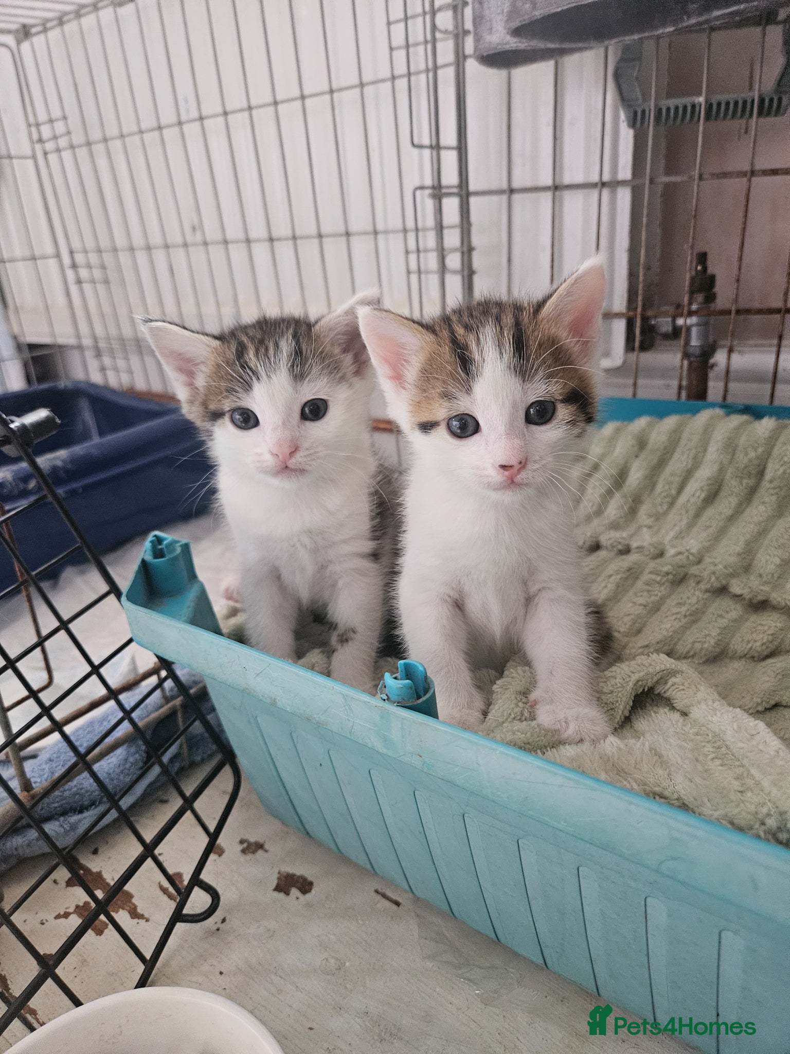 Mixed Breed cats Tabby and white kittens - Advert 2