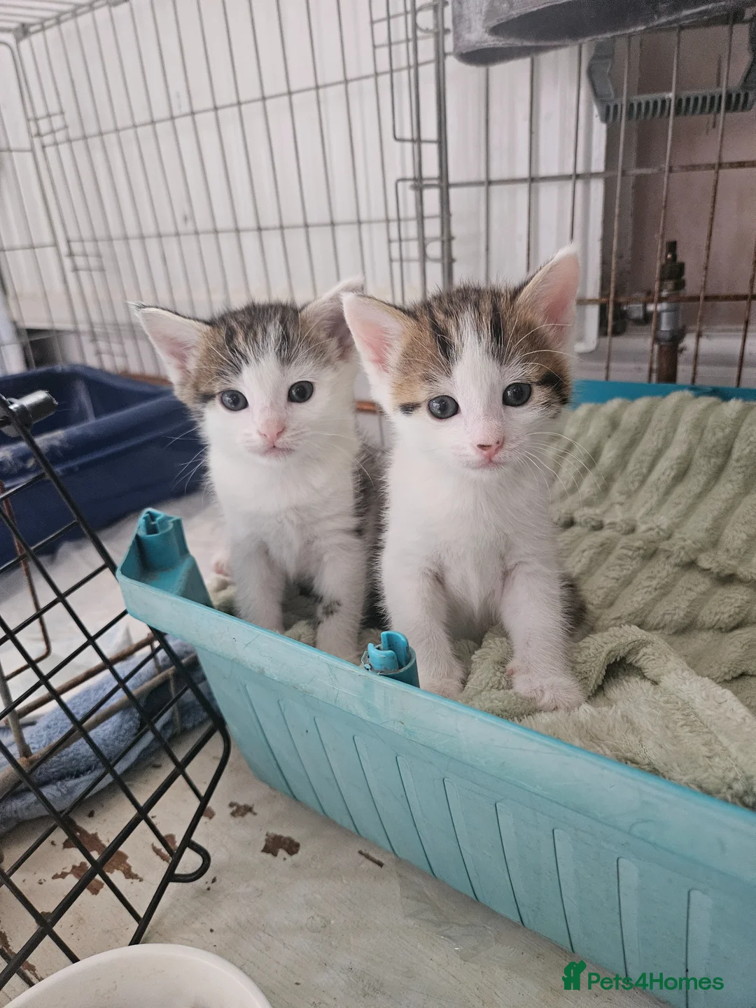 Mixed Breed cats for sale: Tabby and white kittens - Advert 1