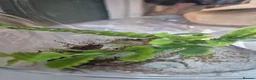 Gecko reptiles for sale: 2x mourning geckos and full setup  - Advert 11
