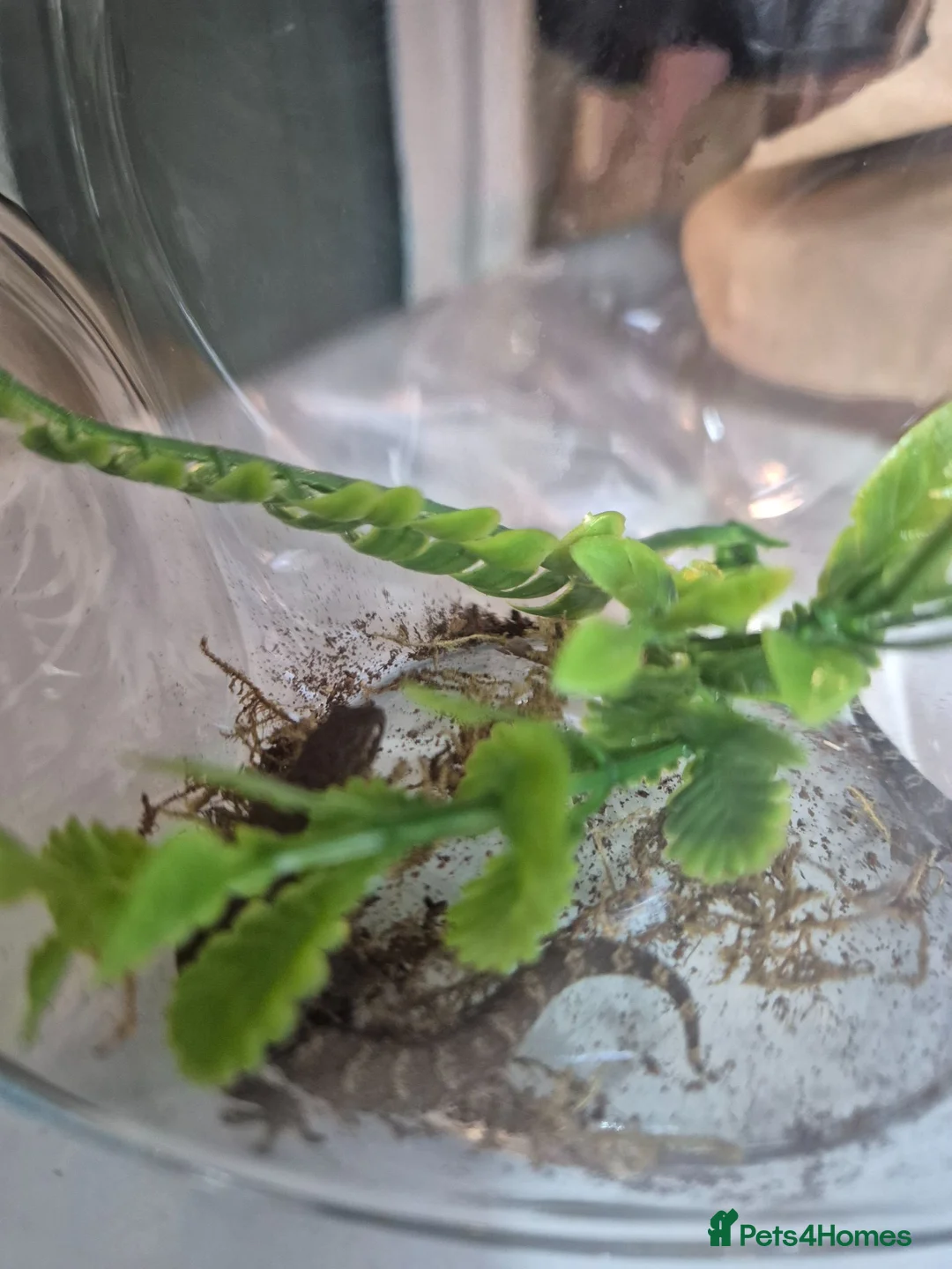 Gecko reptiles for sale: 2x mourning geckos and full setup  - Advert 11