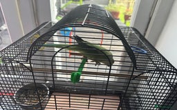 Parrots birds for sale: Beautiful very playful kids friendly  - Image 3