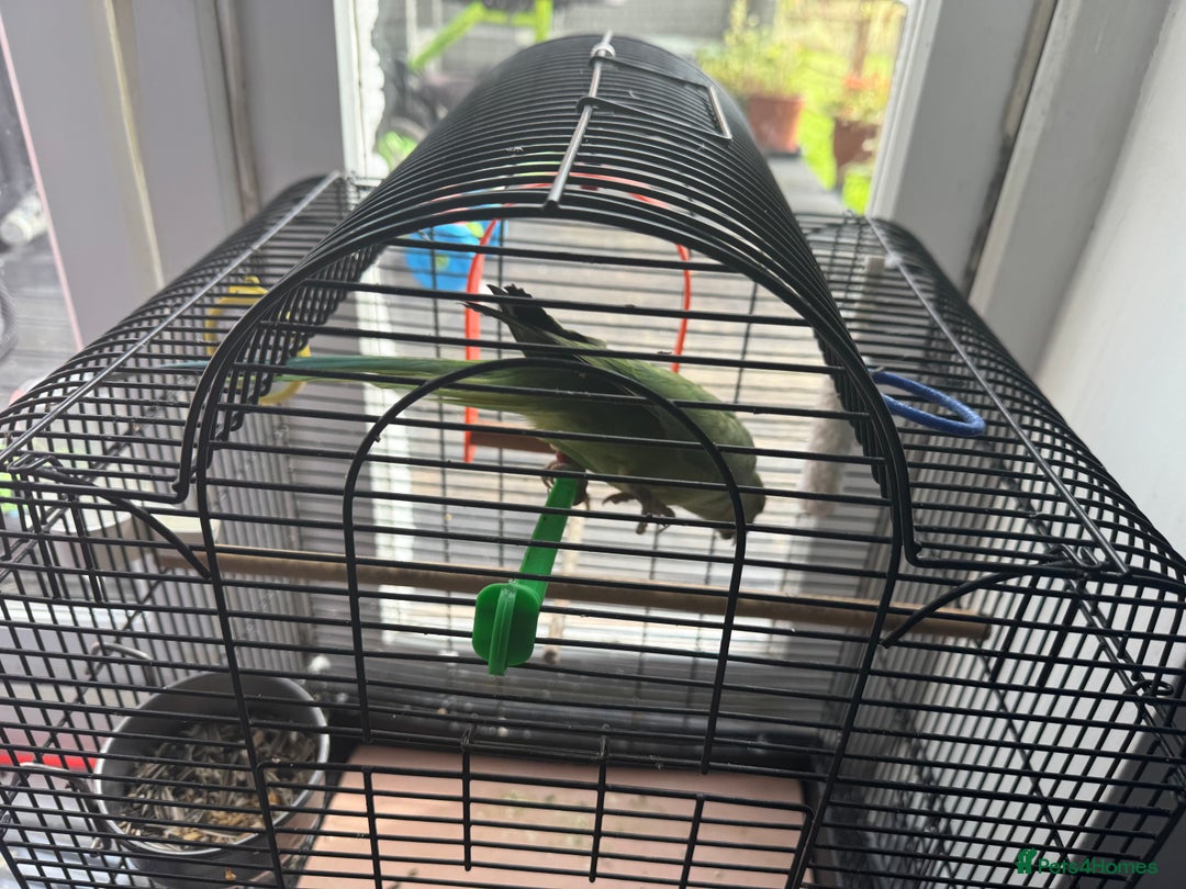 Parrots birds for sale: Beautiful very playful kids friendly  - Image 3