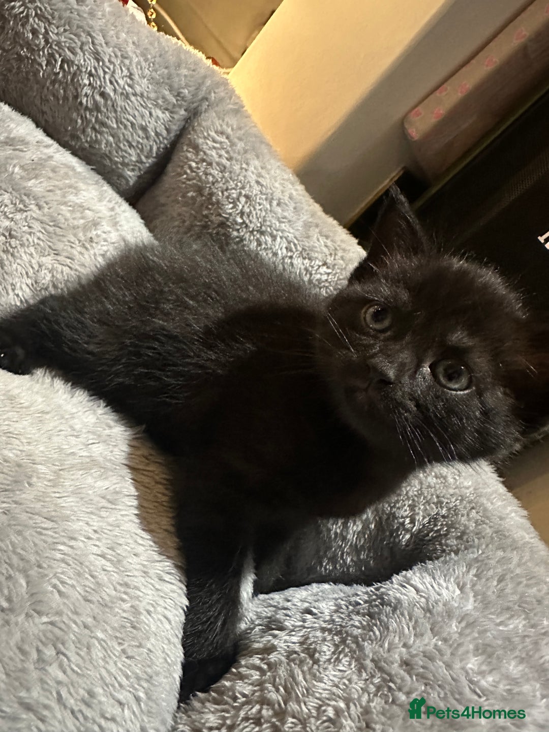 Scottish Fold cats for sale: 4 kittens 2 black and 2 grey Scottish fold kittens - Advert 4