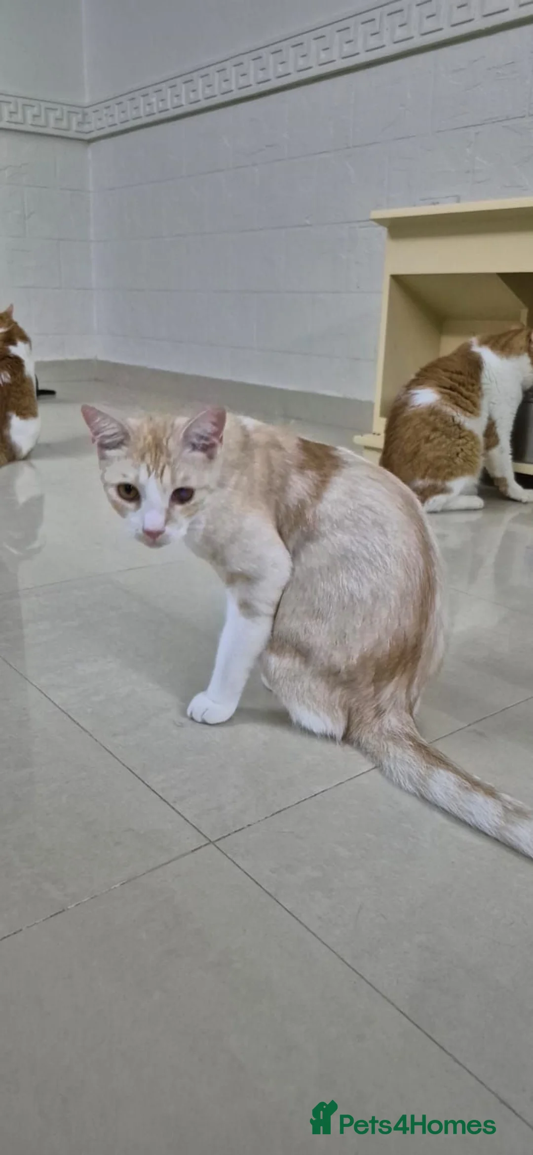 Arabian Mau cats for adoption: Sandy - Advert 3
