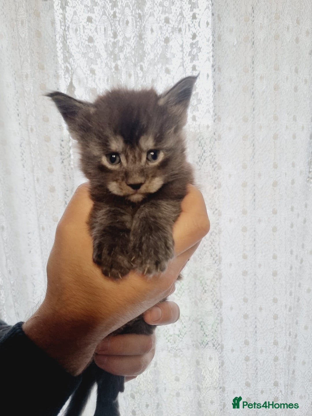 Maine Coon cats for sale: GCCF Regestered Maine Coon Kittens - Advert 5