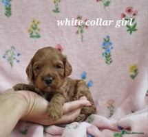 Cockapoo dogs Beautiful F1 Cockapoo puppies - Advert 5