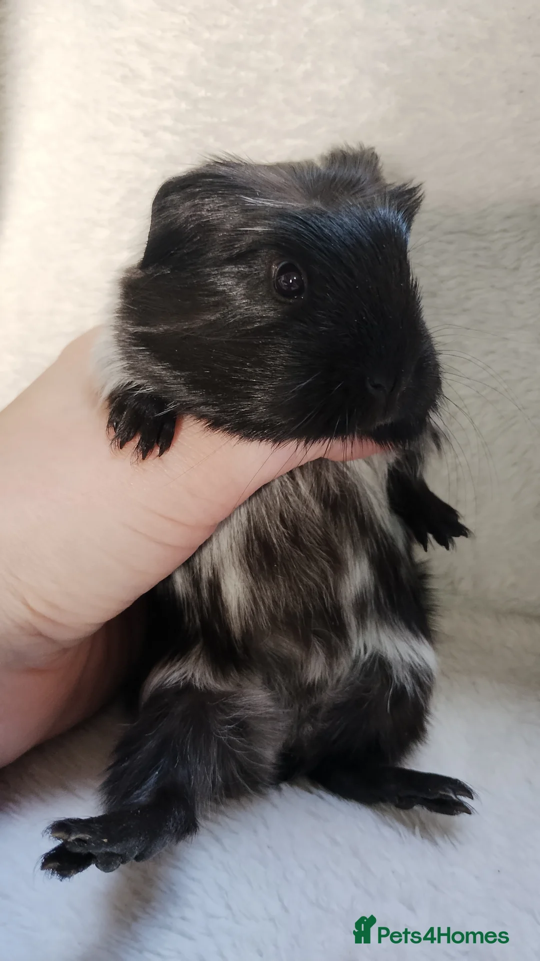 Guinea Pig rodents for sale: Baby cornet sisters guinea pig delivery available - Advert 12