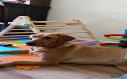 Labrador Retriever dogs for sale: Ref fox lab  - Image 4