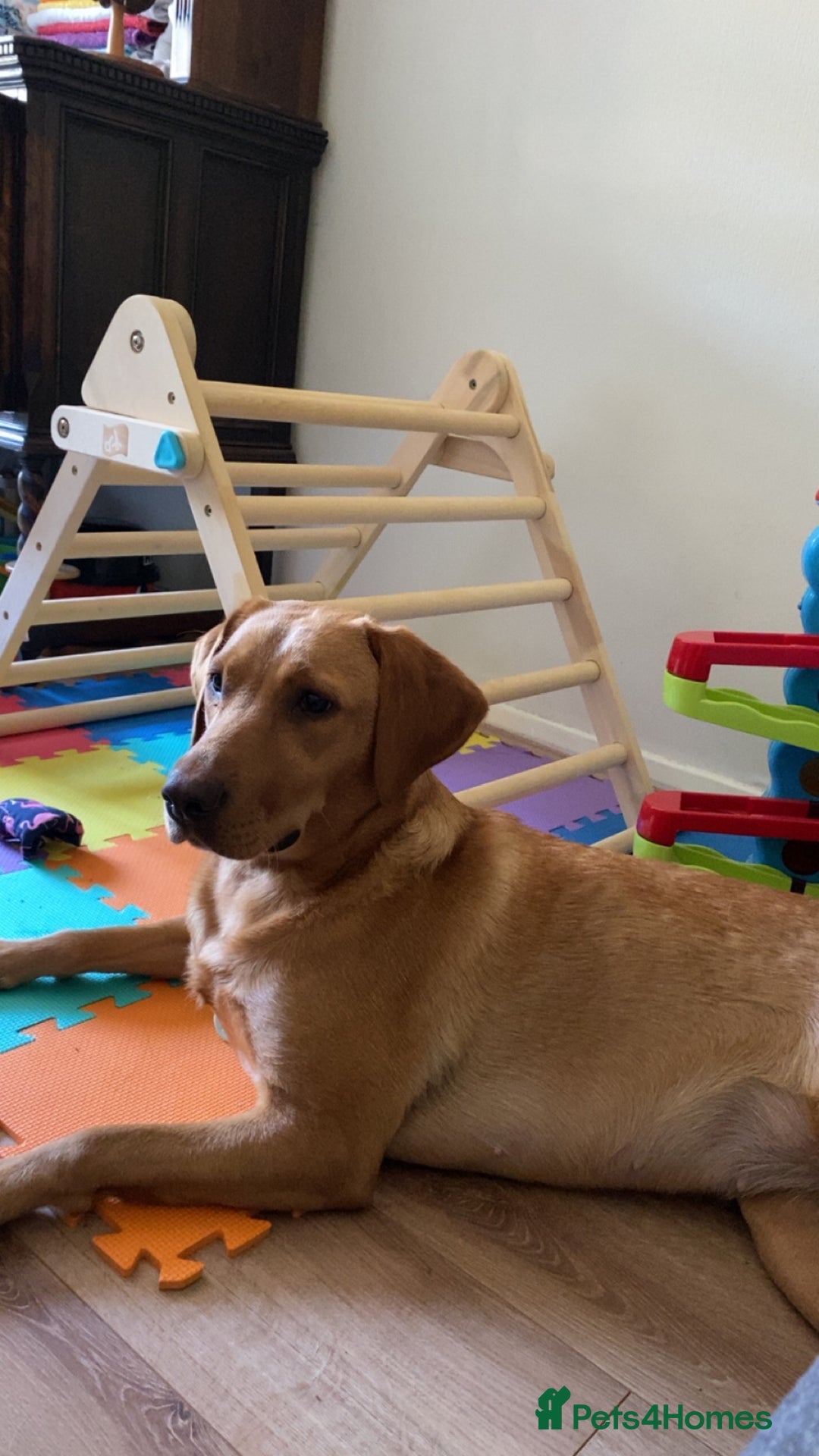 Labrador Retriever dogs for sale: Ref fox lab  - Image 4