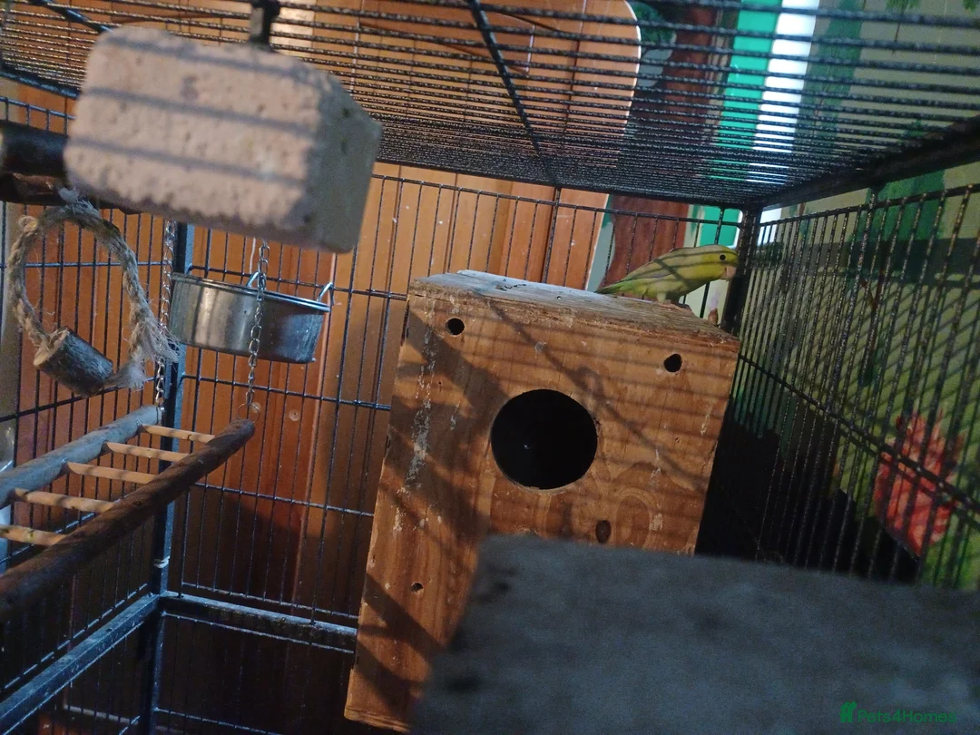 Parakeets birds for sale: Paralets pair to go - Advert 2