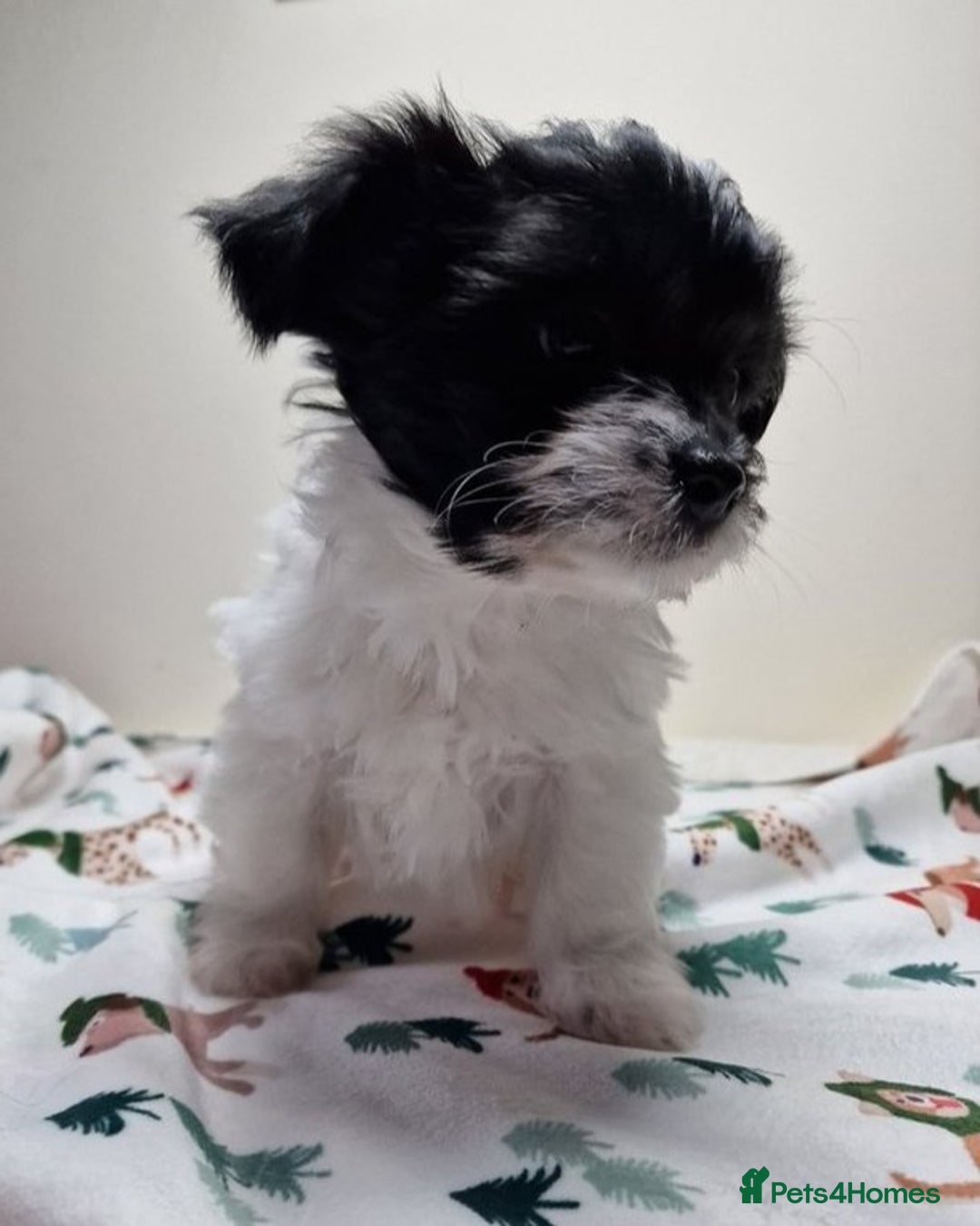 Mixed Breed dogs for sale: Male BieChi Biewer Terrier x Chihuahua pup  - Advert 2