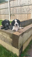 Cocker Spaniel dogs - Advert 16