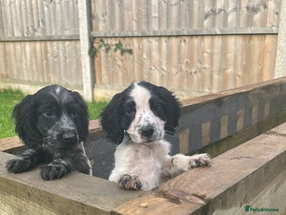 Cocker Spaniel dogs - Advert 7