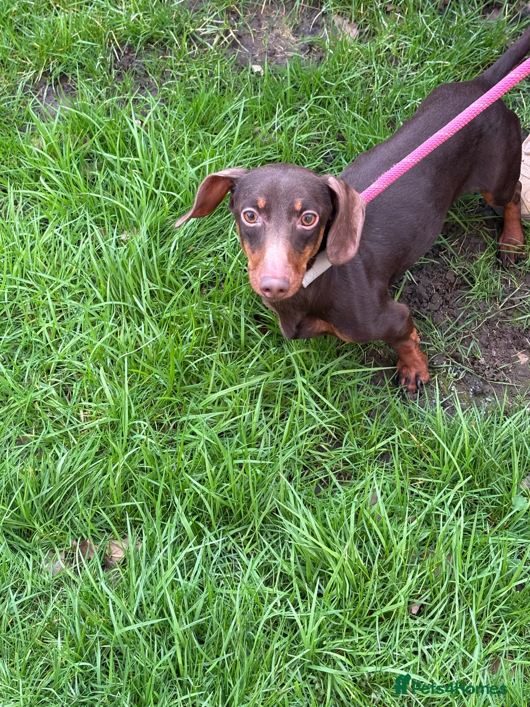 Miniature Dachshund dogs for sale: Little Jim sadly needing a new home in Dereham - Advert 9