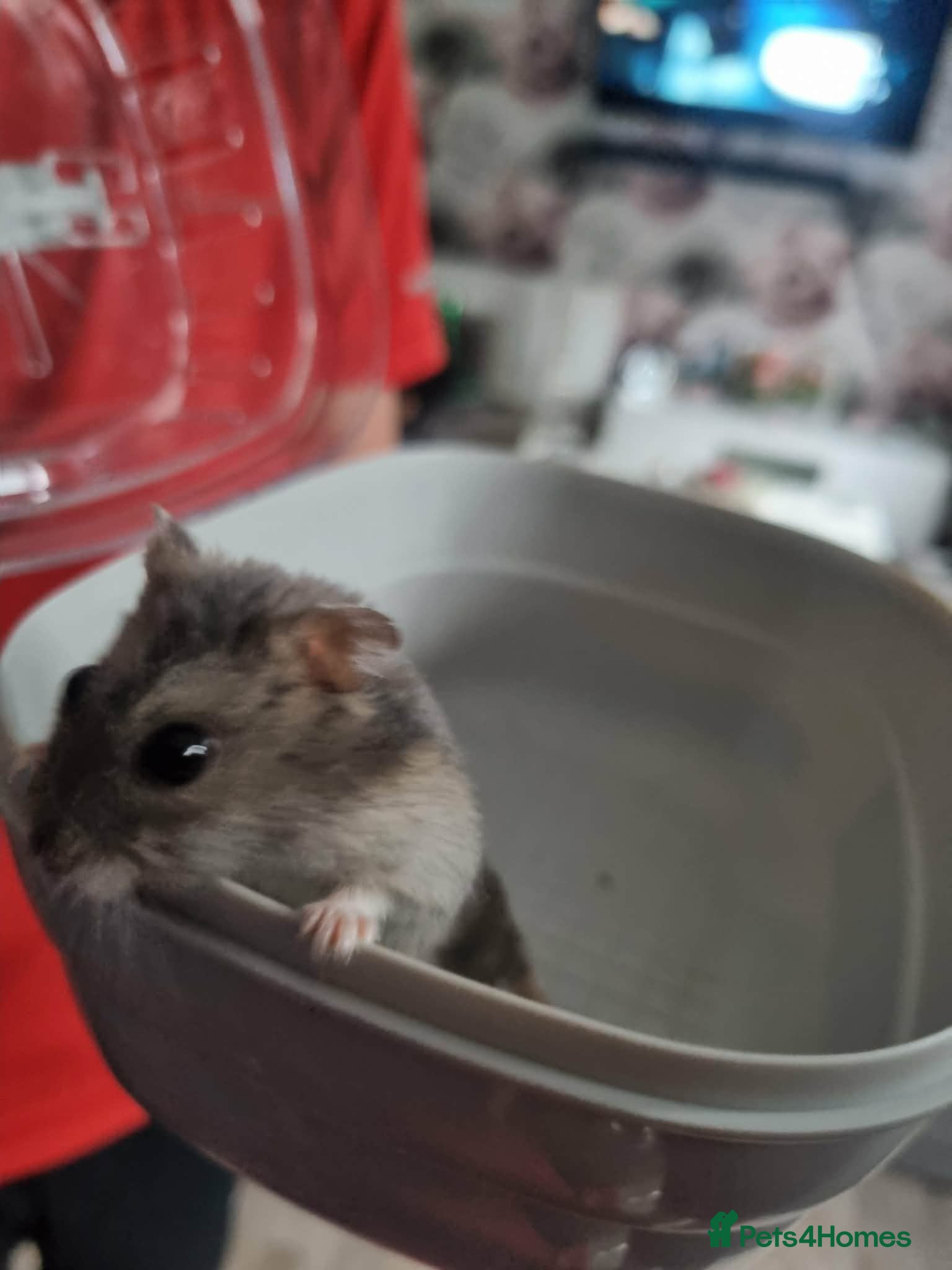 Hamster rodents Dwarf hamster  - Advert 6