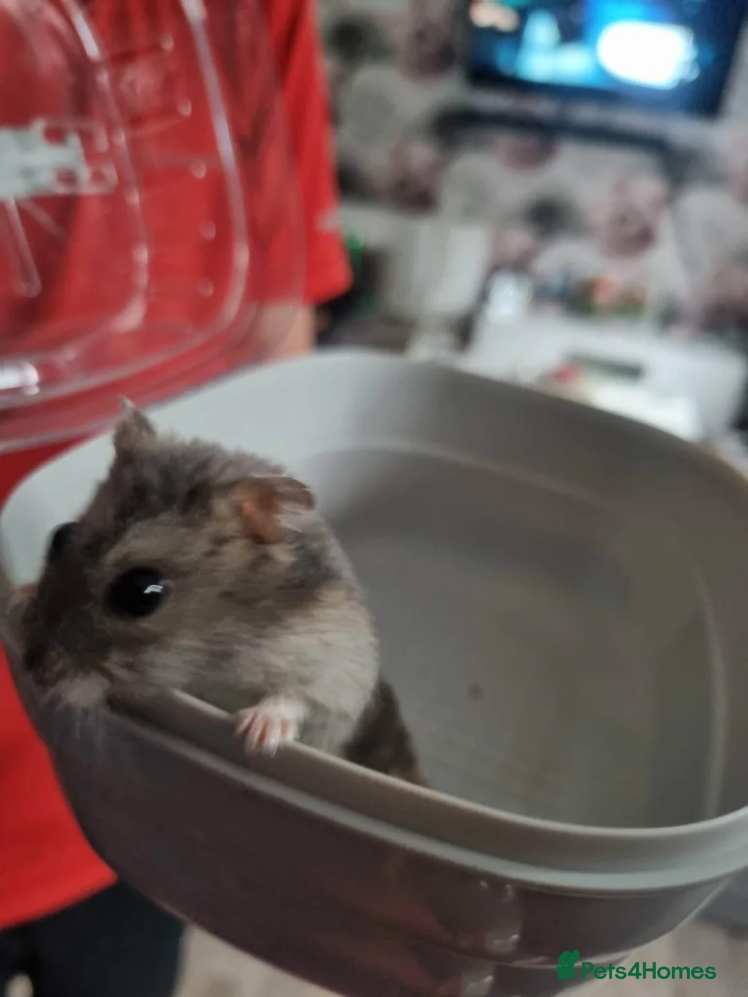 Hamster rodents for sale: Dwarf hamster  - Advert 1