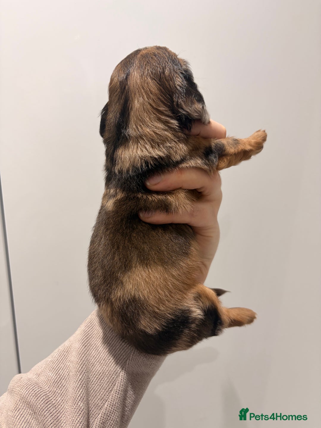 Miniature Dachshund dogs for sale: Quality Russian shaded red minis - Advert 29