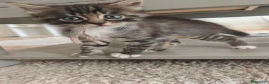 Bengal 4