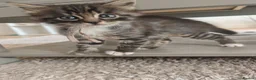 Bengal cats for sale: 1 Female Left!! Ready to leave Bengal Mix Kittens - Advert 13