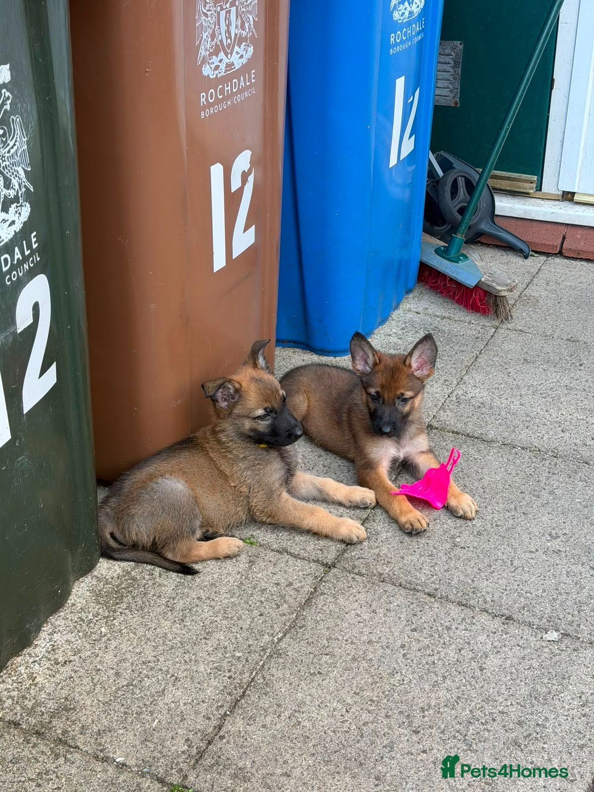 German Shepherd dogs  GERMAN SHEPHERD PUPPYS - Advert 1