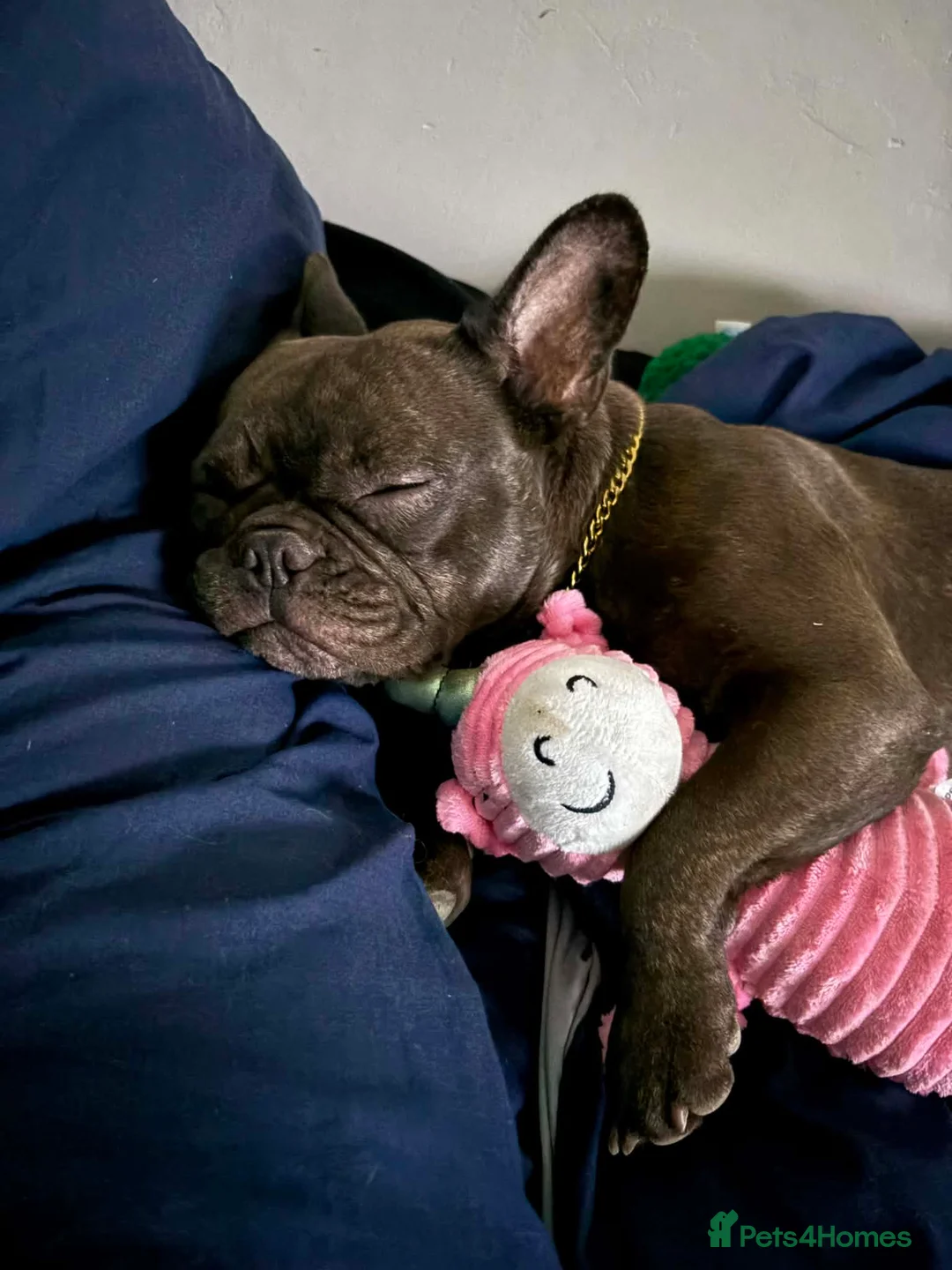 French Bulldog dogs for sale: Lola needs a new home - Advert 2
