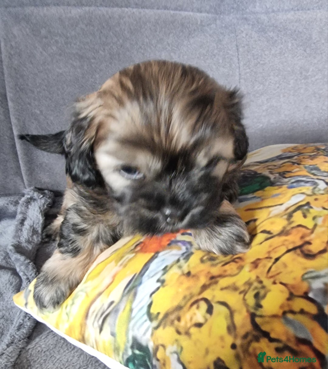 Shih Tzu dogs for sale: Shihtzu pupies. - Image 5