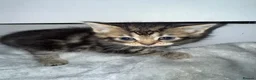 Domestic Shorthair cats for sale: 6 beautiful kittens  - Advert 12