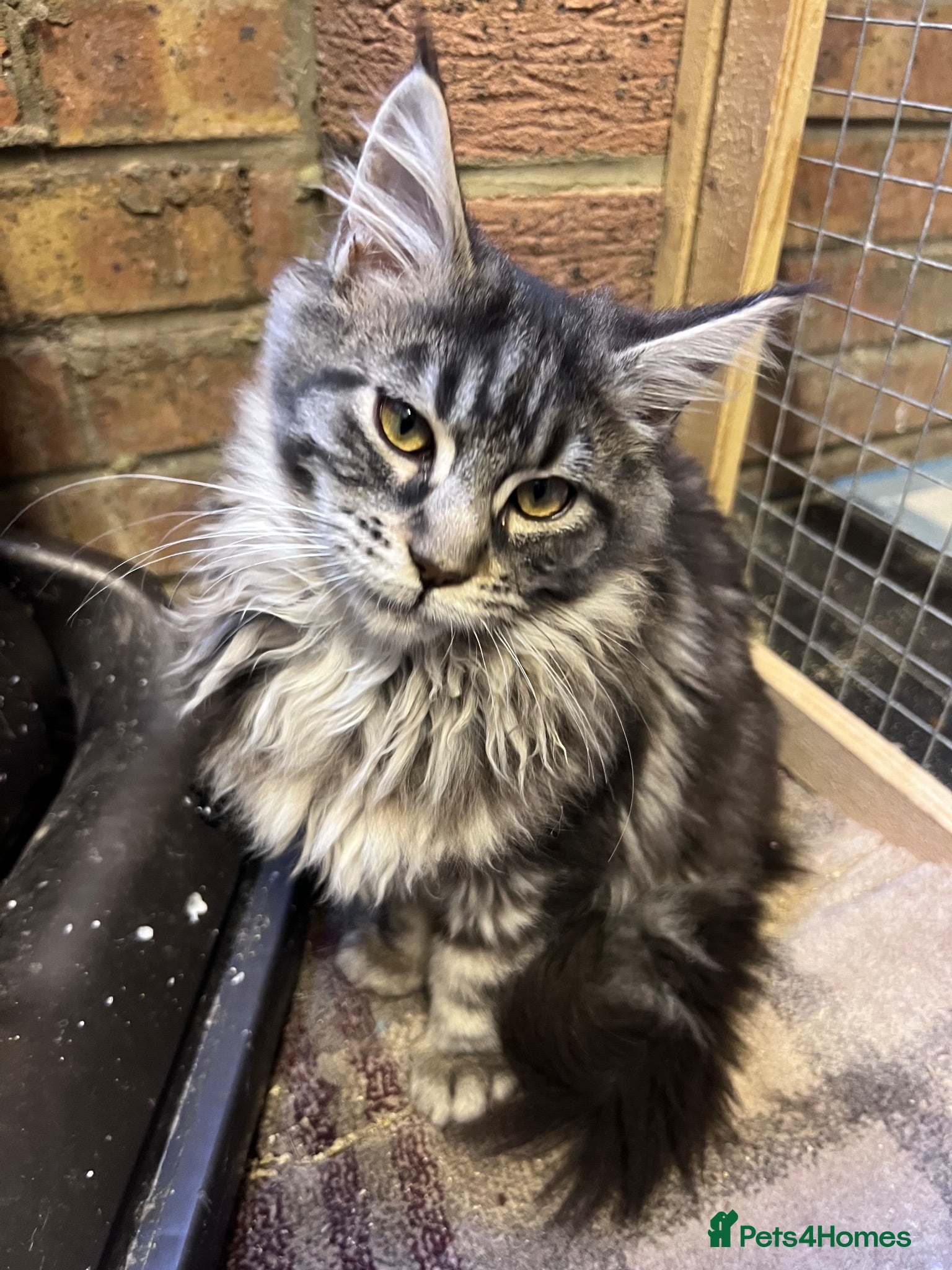Maine Coon cats Pedigree Maine Coon kittens girls  - Advert 2