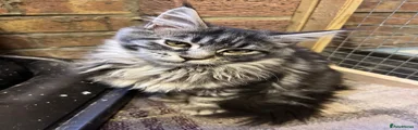 Maine Coon 3