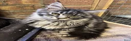 Maine Coon cats for sale: Pedigree Maine Coon kittens girls  - Advert 3