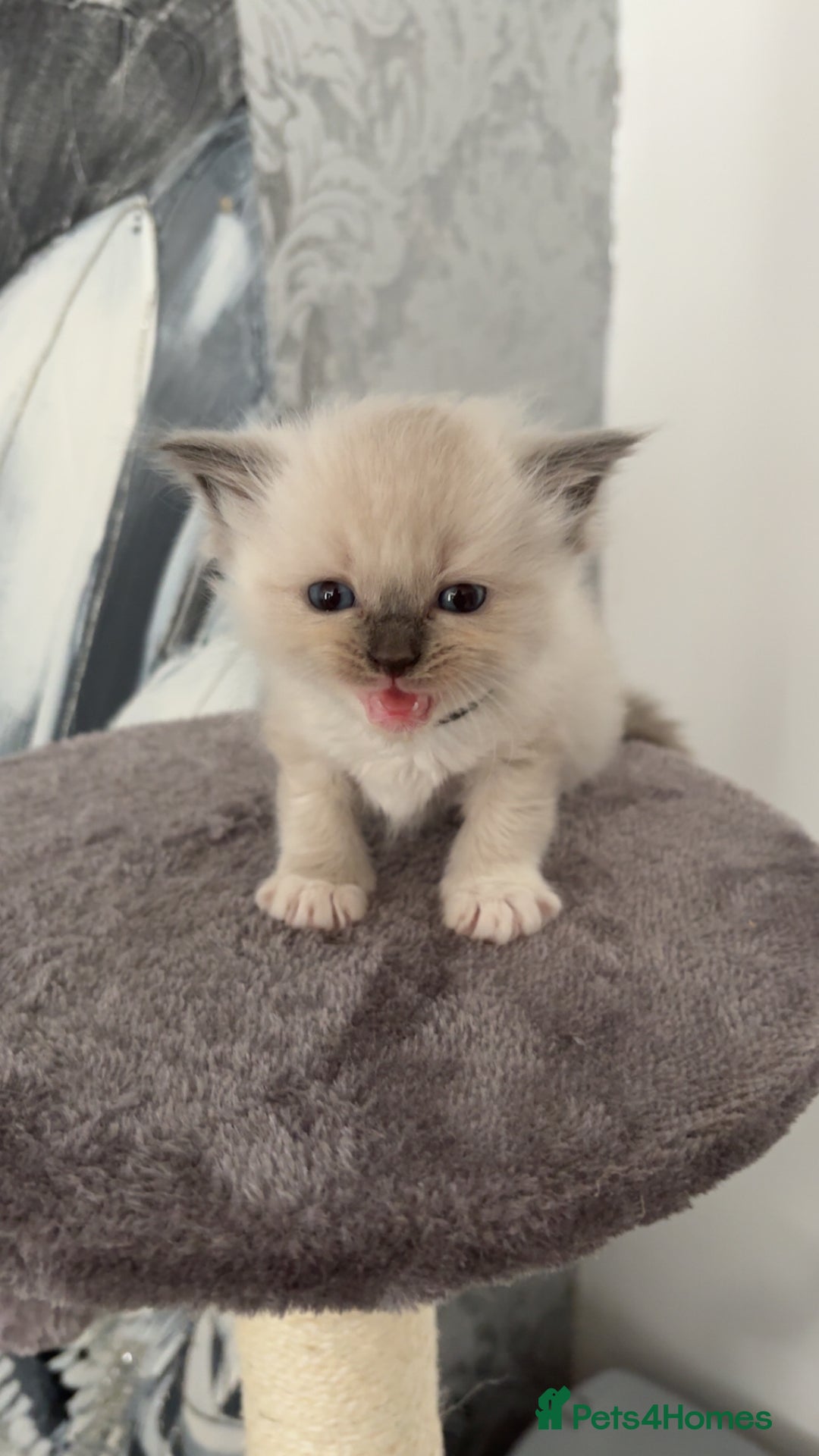 Ragdoll cats for sale: Beautiful Ragdoll Kittens – Champion Bloodlines - Image 2