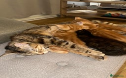Domestic Shorthair cats for sale: 3 British short hair kittens  - Image 2