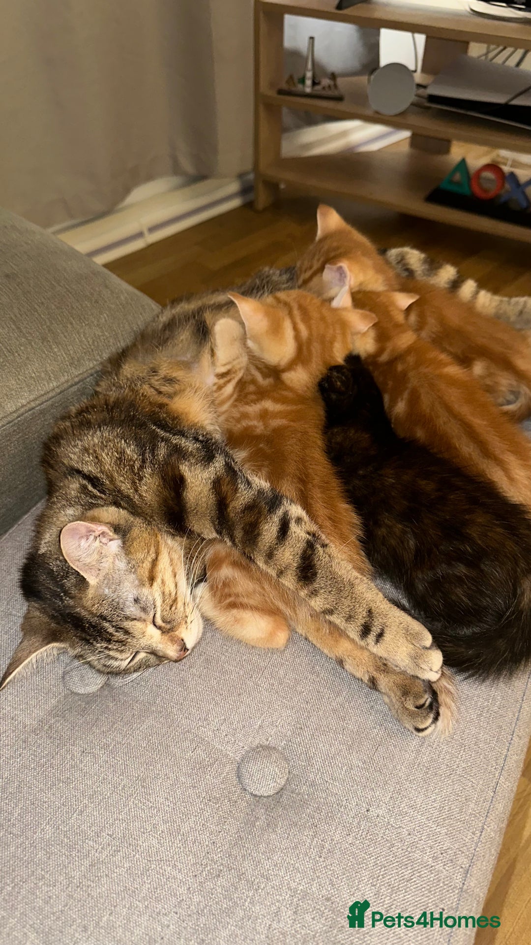 Domestic Shorthair cats for sale: 3 British short hair kittens  - Image 2