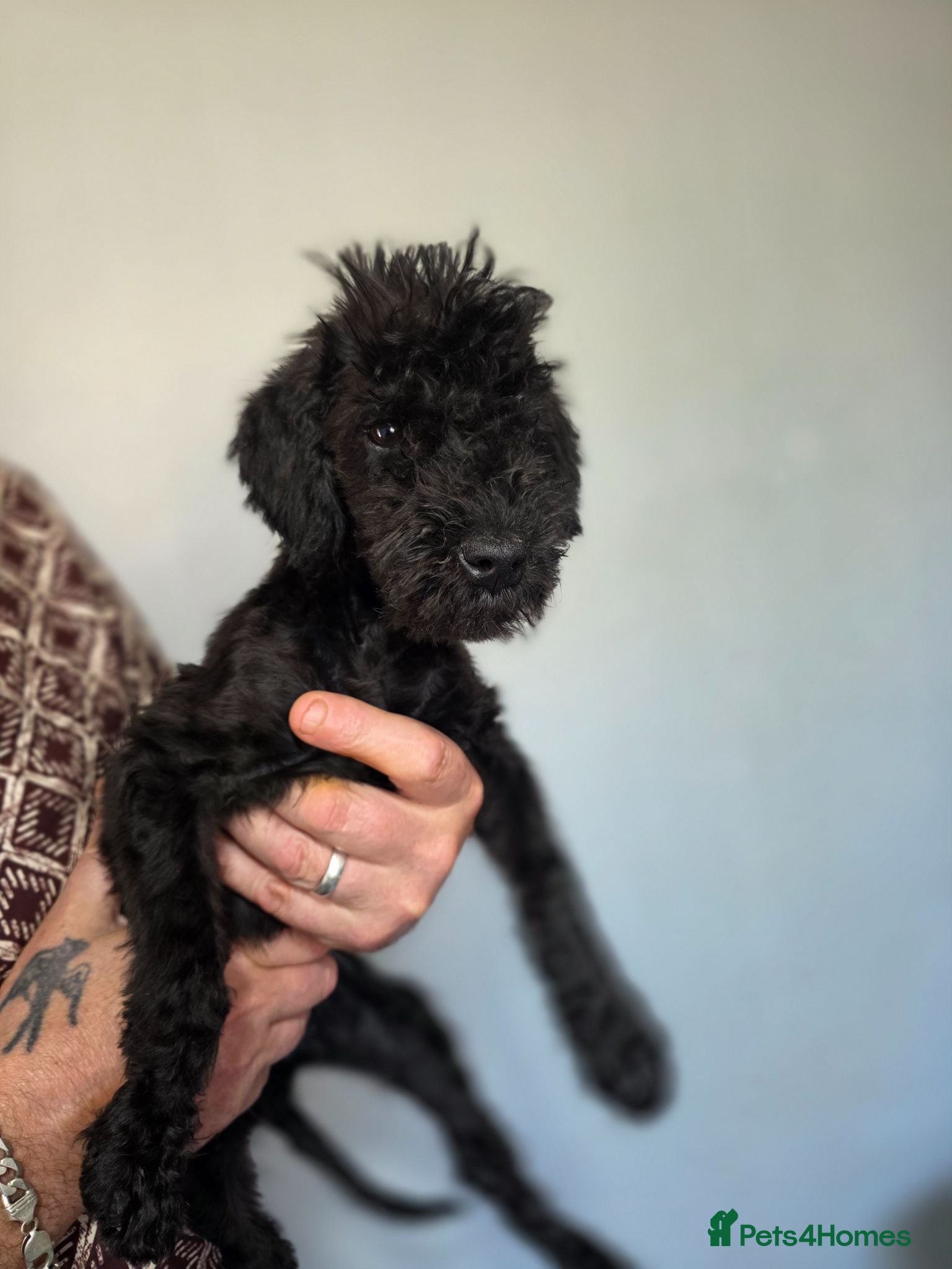 Bedlington Terrier dogs Pup-Bedlington Terrier x cocker spaniel Bedlington - Advert 1
