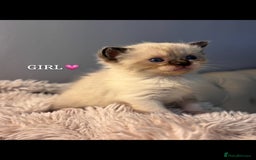 Persian cats for sale: Adorable Persian × Bengal Kittens  - Image 1