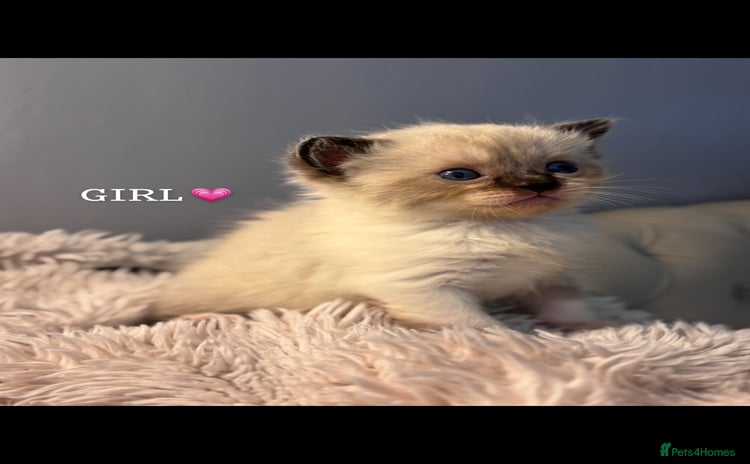 Persian cats - Advert 1