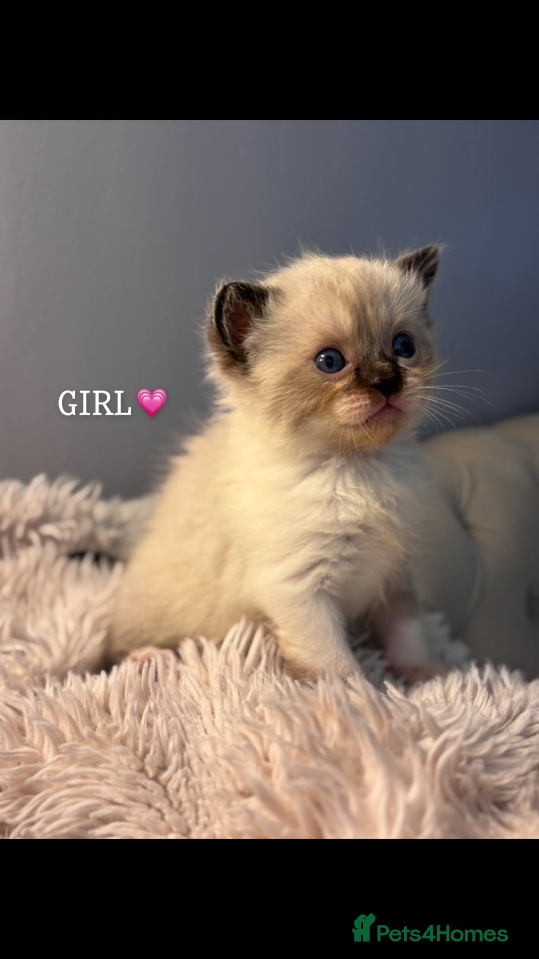 Persian cats for sale: Adorable Persian × Bengal Kittens  - Image 1