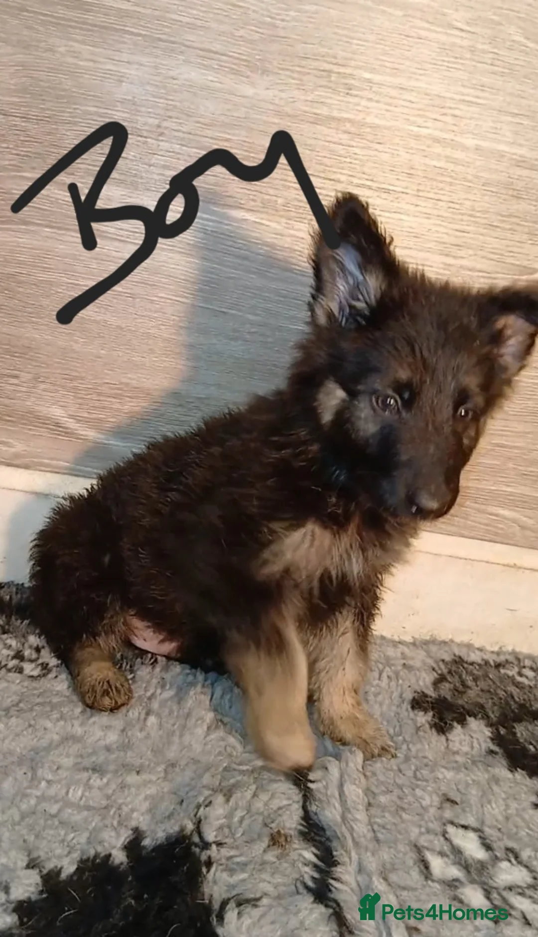 German Shepherd dogs for sale: Beautiful kc german shepherd babies - Advert 6