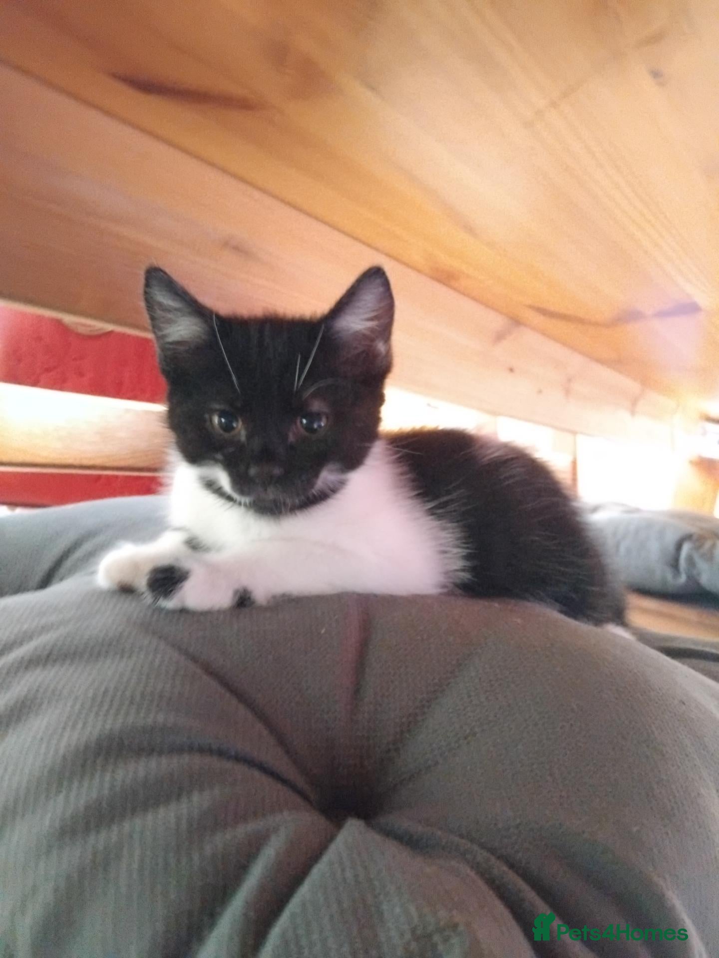 Mixed Breed cats beautiful kittens 😸 ready for new home  - Advert 2
