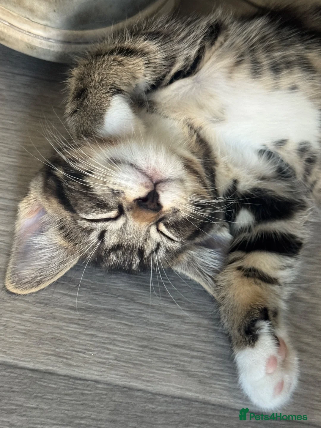 British Shorthair cats for sale: 1 Black and white girl 1 tabby boy ready 4 rehomin - Advert 9