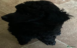 Toy Poodle dogs for sale: Purebred black toy poodle - Advert 11