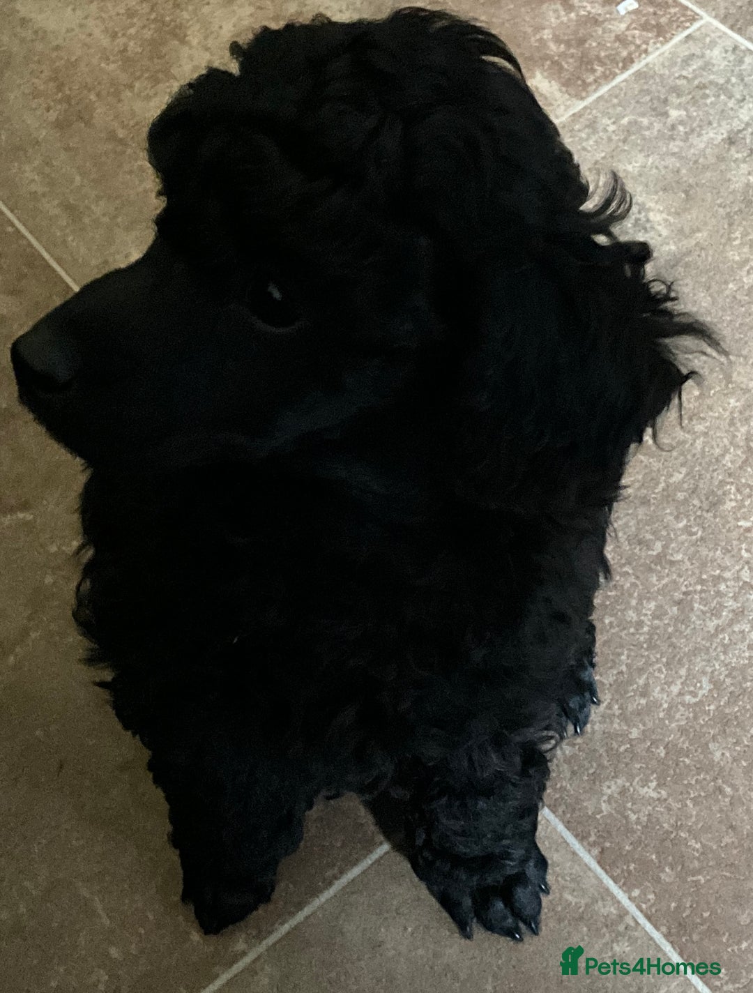 Toy Poodle dogs for sale: Purebred black toy poodle - Advert 11