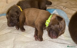 Mixed Breed dogs for sale: Beautiful Family-Raised Sheprador Puppies - Image 11