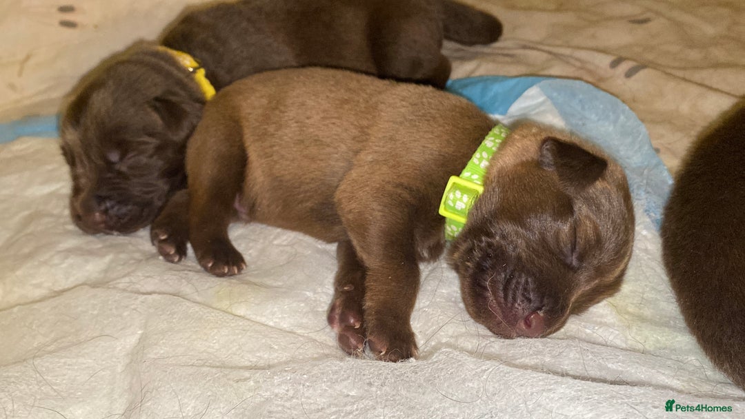 Mixed Breed dogs for sale: Beautiful Family-Raised Sheprador Puppies - Image 11