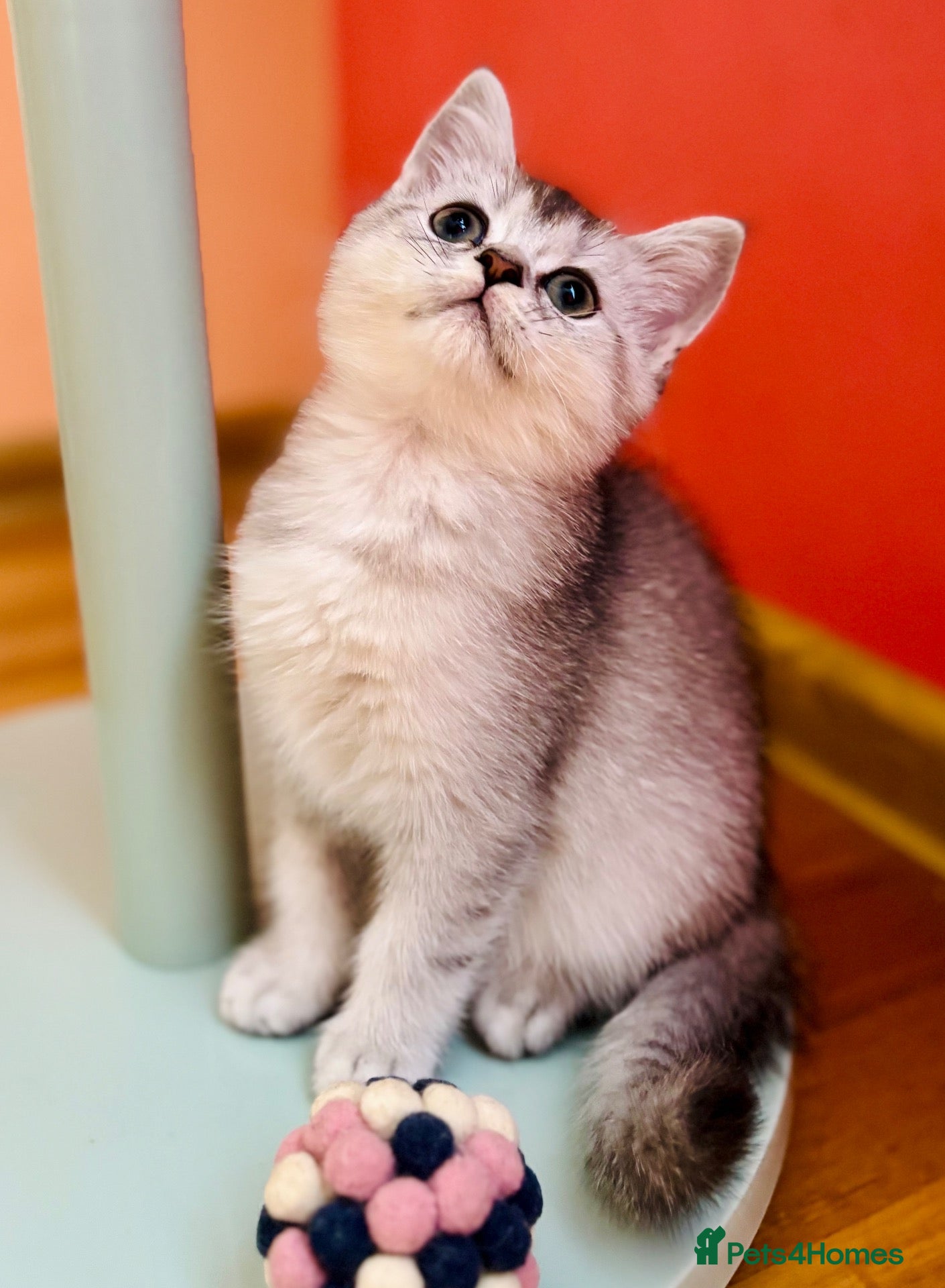 Scottish Fold cats 🩵🩷 Adorable pedigree kittens  - Advert 2