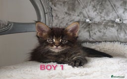 Maine Coon cats for sale: SHOW QUALITY MAINE COON KITTENS  - Image 5