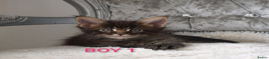 Maine Coon Kitten 1