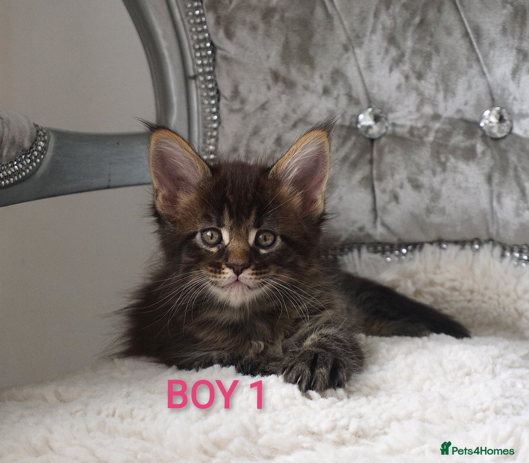 Maine Coon cats for sale: SHOW QUALITY MAINE COON KITTENS  - Image 5