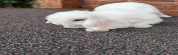 Mini Lop rabbits for sale: Mini lop babies looking for homes  - Advert 7