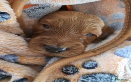Cockapoo dogs for sale: 4 beautiful cockapoo puppies - Image 7